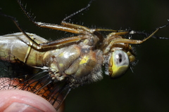 Neurocordulia yamaskanensis