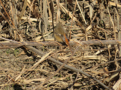 Phoenicurus auroreus