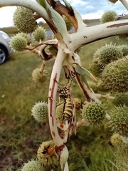 Paramantispa decorata