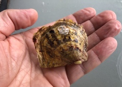 Pinctada imbricata