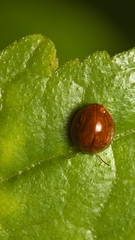 Coleoptera