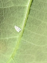 Trialeurodes abutiloneus