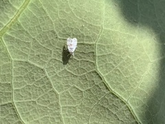 Trialeurodes abutiloneus