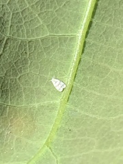 Trialeurodes abutiloneus