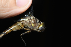 Neurocordulia yamaskanensis