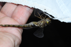 Neurocordulia yamaskanensis