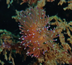 Unidentia aliciae
