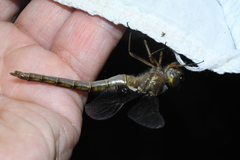 Neurocordulia yamaskanensis