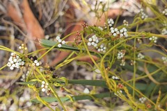 Cassytha glabella dispar