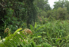 Stenochlaena palustris