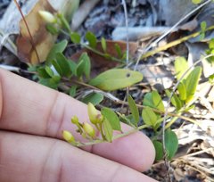 Jacquemontia reclinata