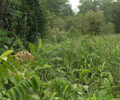 Stenochlaena palustris