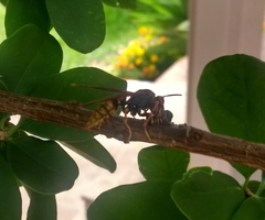 Polistes cavapytiformis