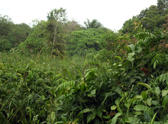 Stenochlaena palustris