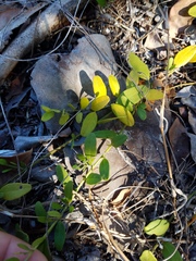 Jacquemontia reclinata