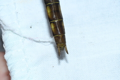 Neurocordulia yamaskanensis