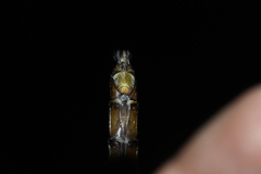 Neurocordulia yamaskanensis