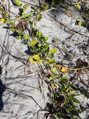 Jacquemontia reclinata