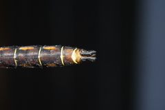 Neurocordulia yamaskanensis