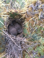 Toxostoma curvirostre