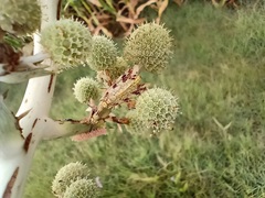 Paramantispa decorata