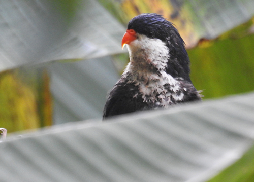 Blue Lorikeet (Vini peruviana), photo 9
