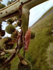 Paramantispa decorata