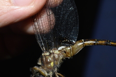 Neurocordulia yamaskanensis