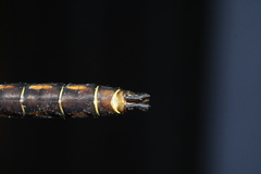 Neurocordulia yamaskanensis