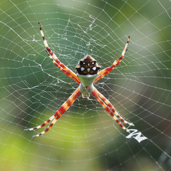 Argiope argentata image