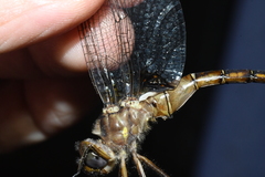 Neurocordulia yamaskanensis