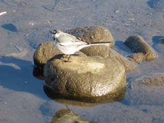 Motacilla alba lugens