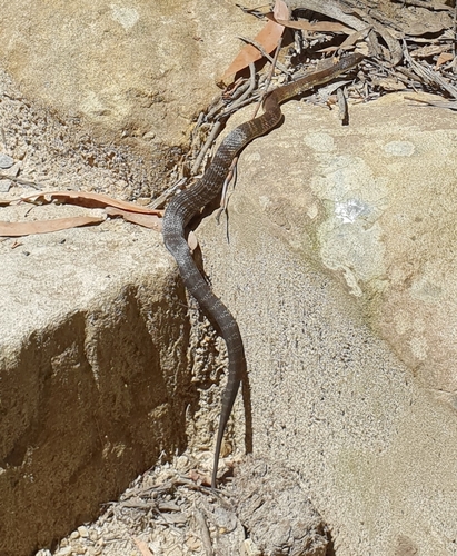 Tiger Snake sighting