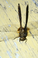 Neurocordulia yamaskanensis