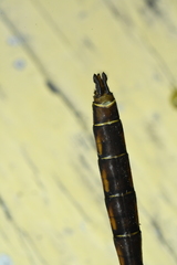 Neurocordulia yamaskanensis