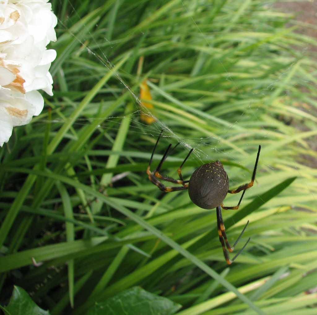 Tiger Spider from Sydney NSW, Australia on April 06, 2008 at 1125 AM