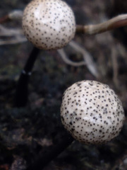 Poronia pileiformis