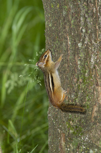Eastern Chipmunk photographed in North Dakota