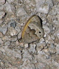 Pharneuptychia phares