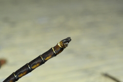 Neurocordulia yamaskanensis