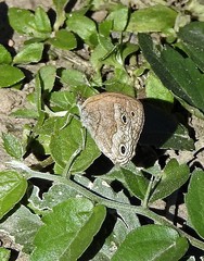 Pharneuptychia phares