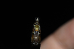 Neurocordulia yamaskanensis