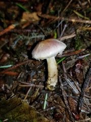 Agaricus diminutivus