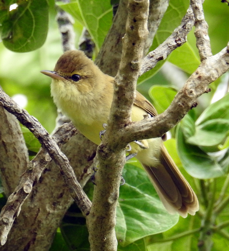 Cook Reed Warbler (Acrocephalus kerearako), photo 6