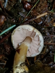 Agaricus diminutivus