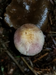 Agaricus diminutivus