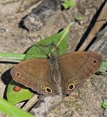 Pharneuptychia phares