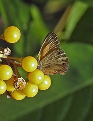 Pharneuptychia phares