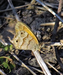 Pharneuptychia phares