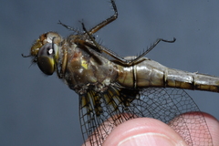 Neurocordulia yamaskanensis